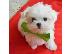 PoulaTo: Αναισθητοποίηση Λευκό Teacup Maltese Pups Διαθέσιμο